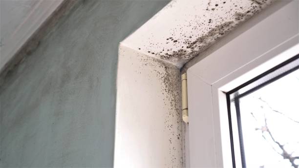 Best Mold Damage Repair  in Tomahawk, WI