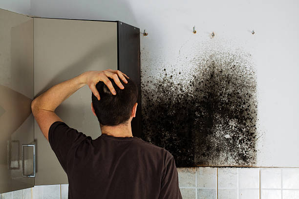 Best Fast Mold Removal  in Tomahawk, WI