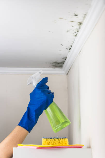 Best Mold Cleaning Services  in Tomahawk, WI